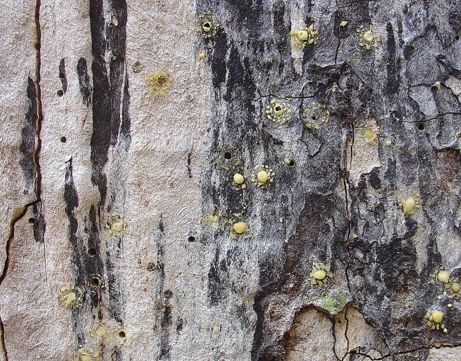 Wuhle Pilze Und Co April 2014