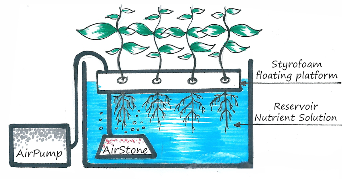 How Does Deep Water Culture Work