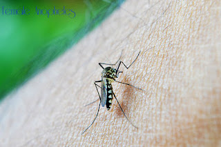 Female Anopheles Mosquito