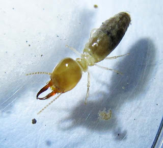 A soldier of Prohamitermes termite