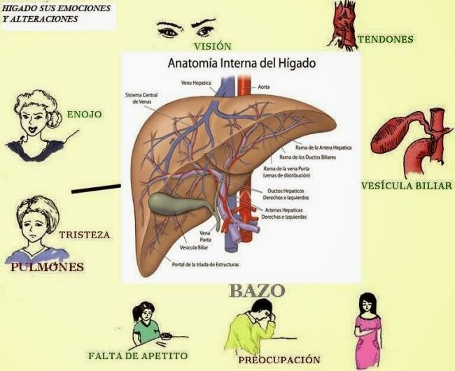 higado