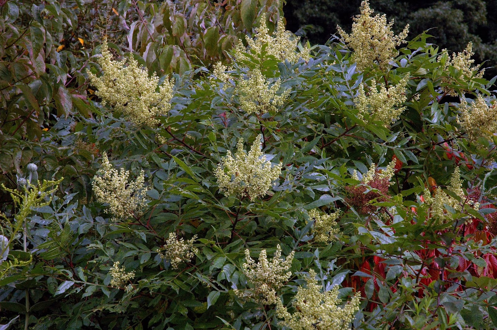 Field Biology in Southeastern Ohio Sumacs of Ohio
