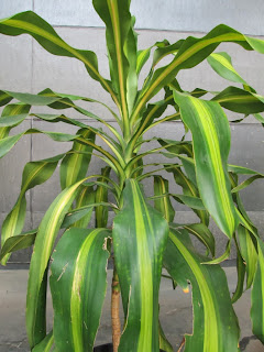 Dracaena fragrans / Corn Plant