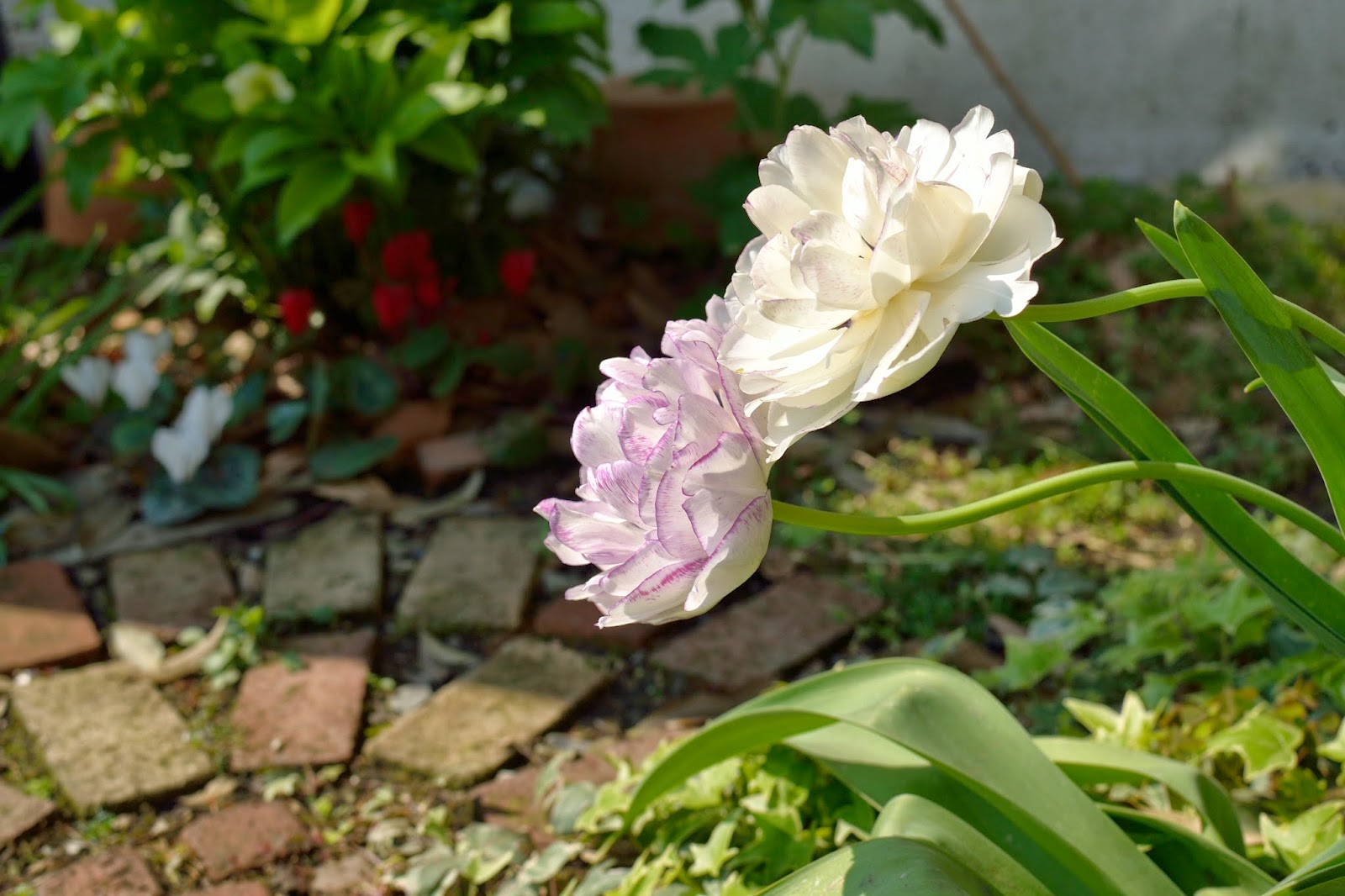 わが家の庭から ４９ 白い八重咲きチューリップ ノルマンディー