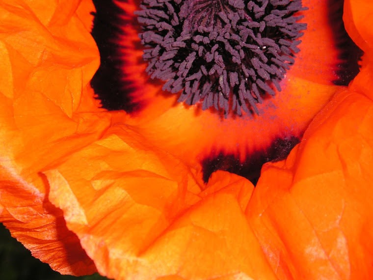 Poppy