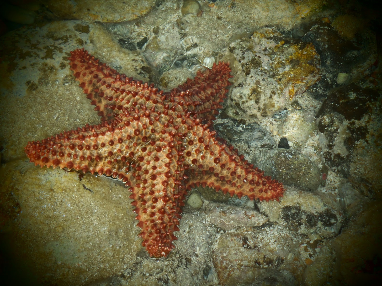 Cool Starfish Pictures