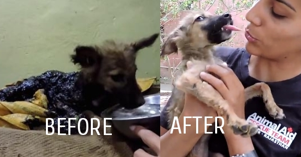 White Wolf : Puppy Covered In Tar Gets Most Beautiful Rescue (Video)