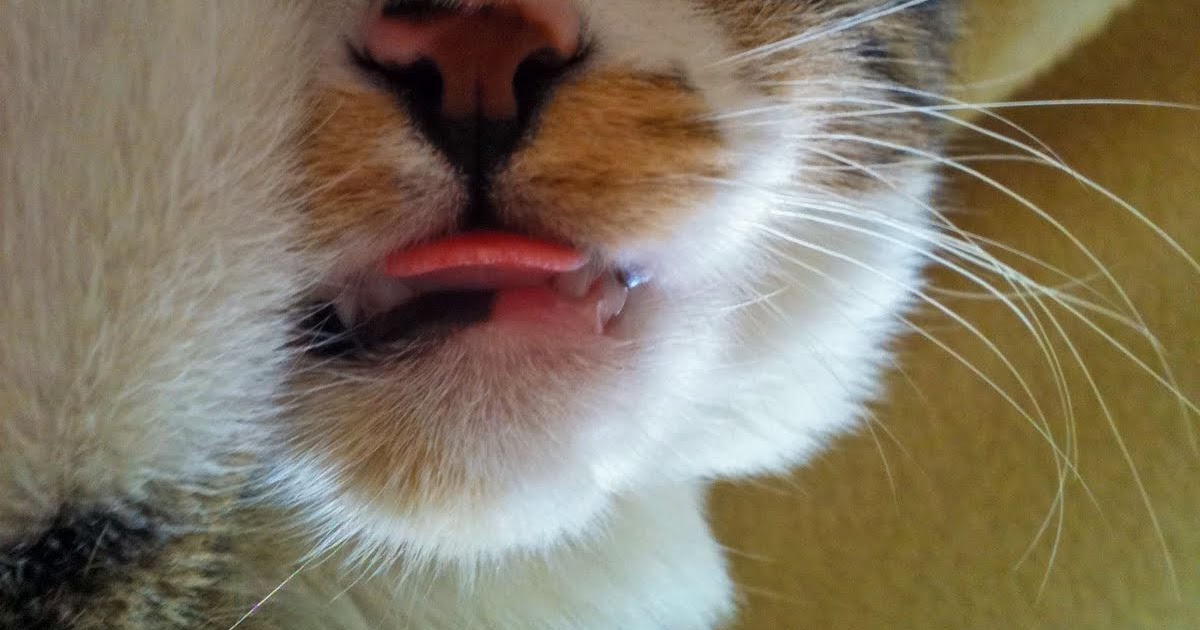 Kendine Ait Bir Blog Bu kedi var ya bu kedi