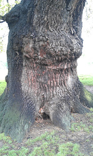 Quercus robur - Oak Tree Brockwell Park mature bark