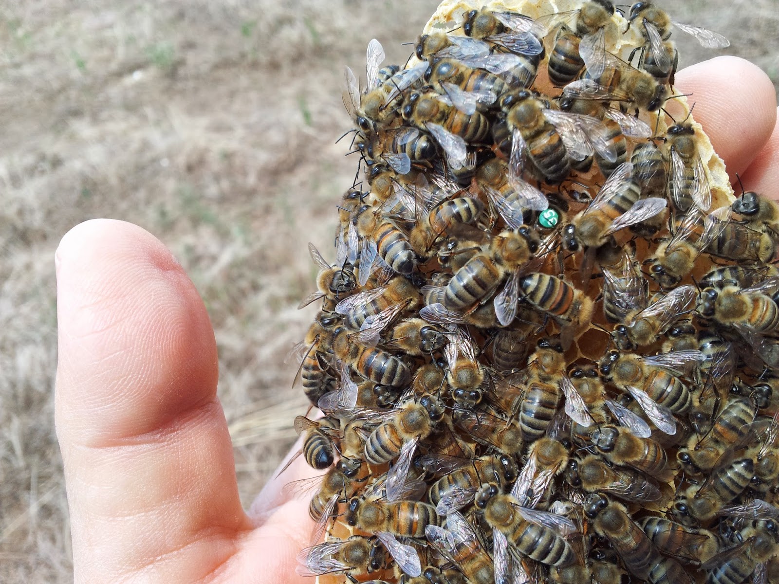 Doruk Aricilik Ve Ana Ari Yetistiriciligi Buckfast Ana Is Basinda