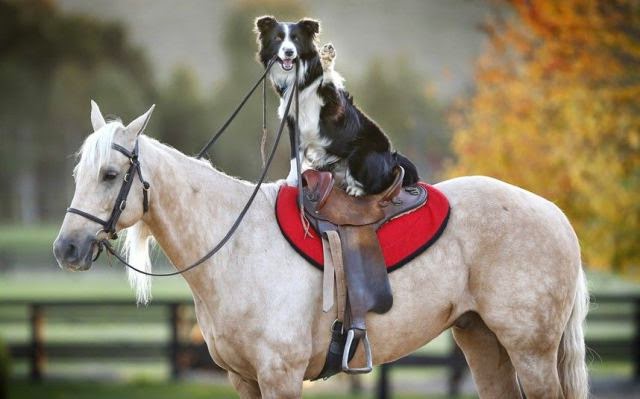 animal+dog+riding+horse+izi.jpg