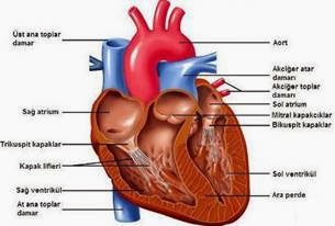 Saglik Ve Mutluluk Icin Kalp Romatizmasi Ve Tedavisi