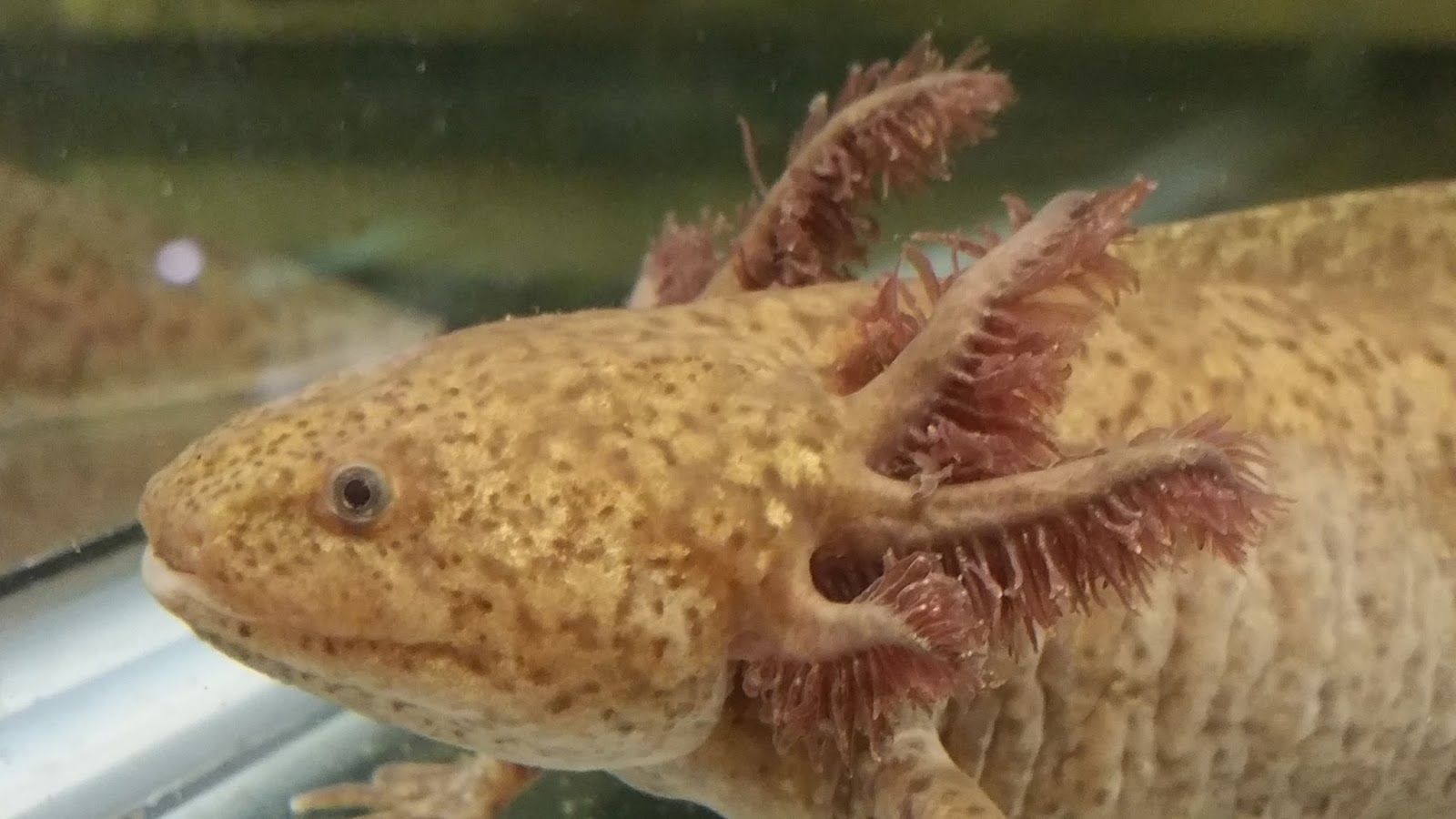Momcicle Mania Copper and Het copper/gold axolotls