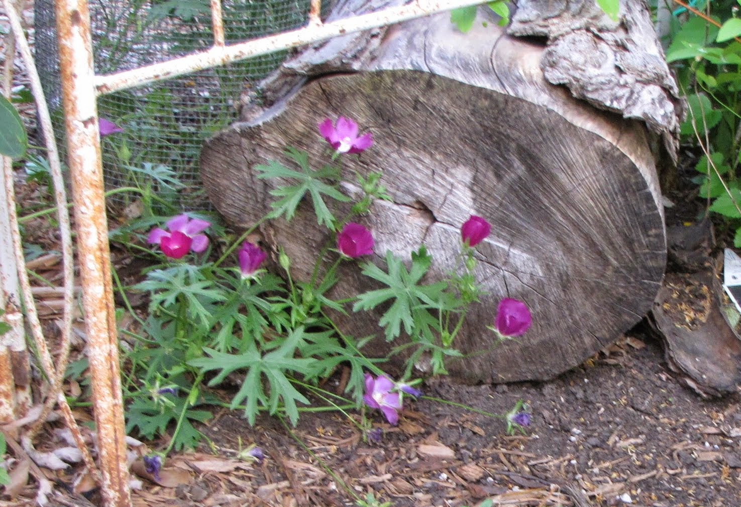 Purple poppy mallow