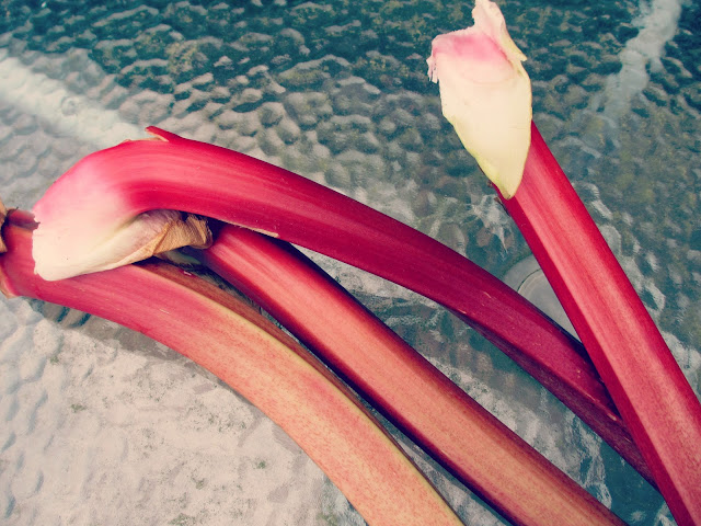 Organic Rhubarb