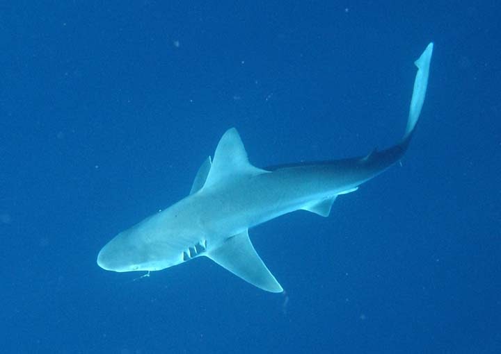 HD Animals: baby tiger sharks