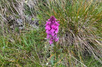 Pedicularis verticillata ( Pedicolare a foglie verticillate)