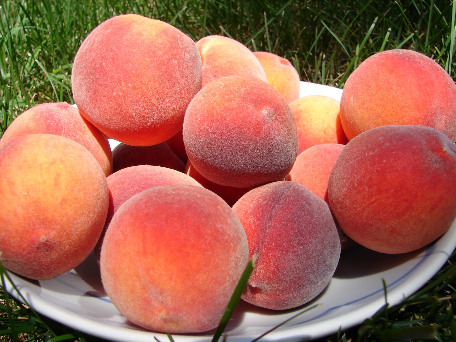 New Utah Gardener Peach Harvest Success!