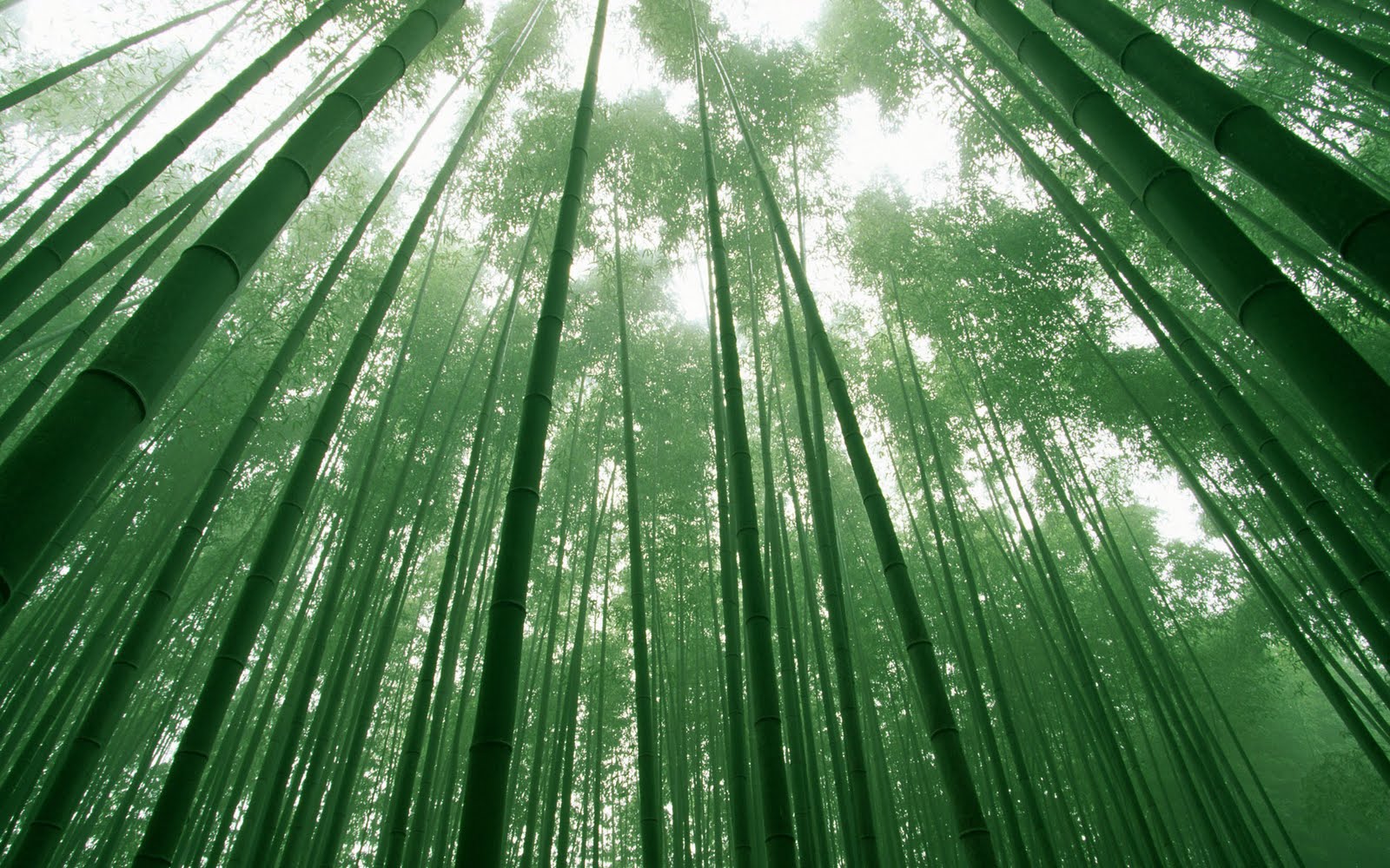http://2.bp.blogspot.com/-Skh9nmsA5d4/Tp2Cj-FTqHI/AAAAAAAABHU/Ty0PW_Vygpo/s1600/Bamboo%2BForest%2BWallpaper.jpg