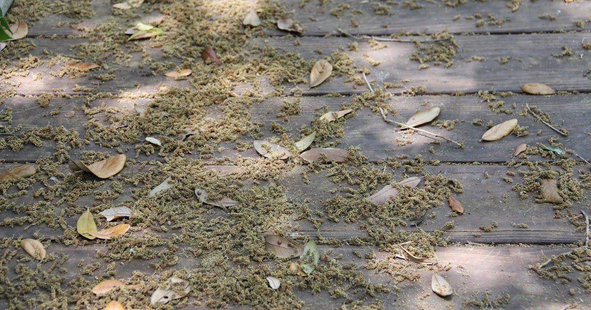 Small Simple Things of Life Nasty oak trees