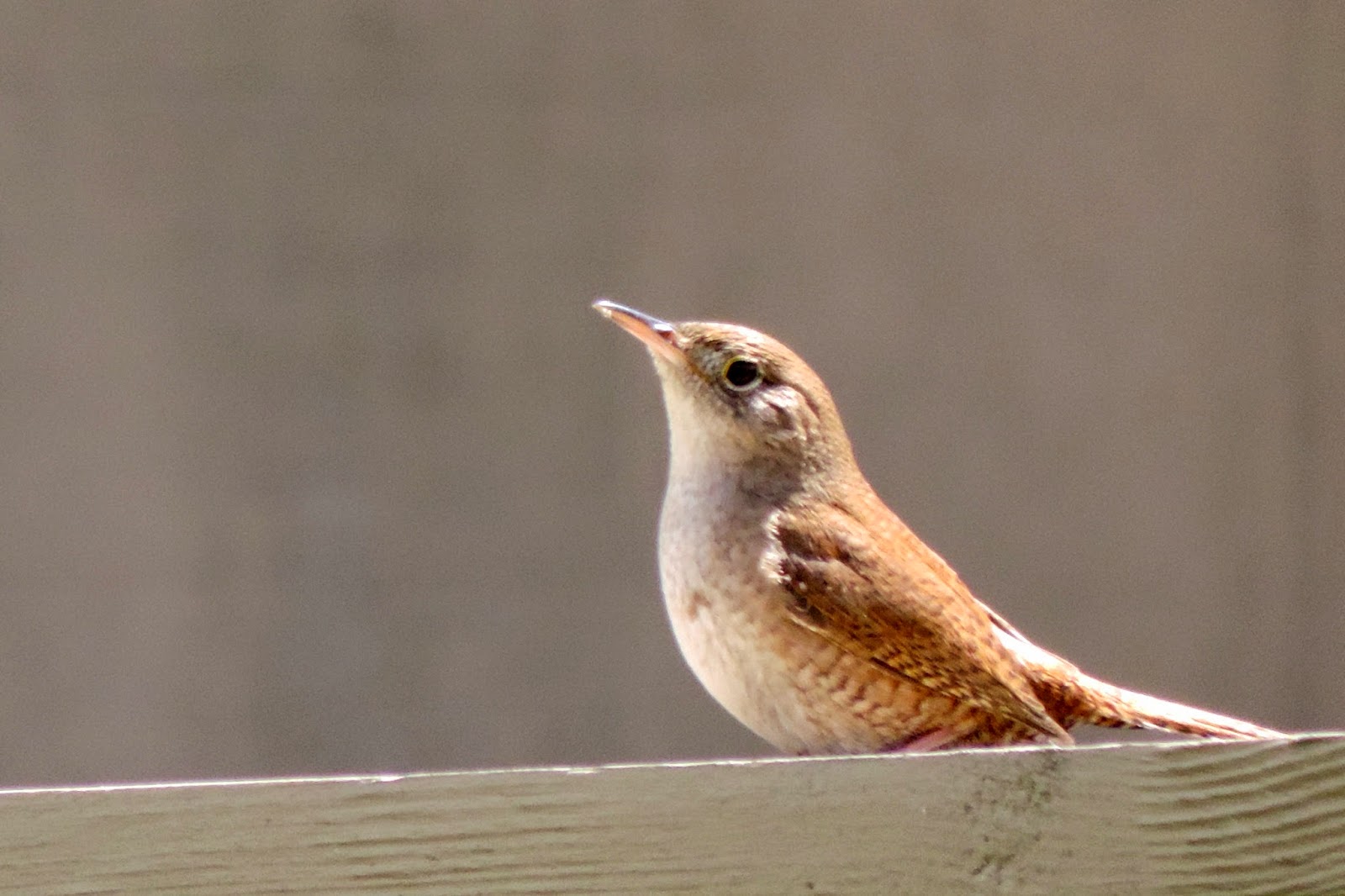 The Northern New York Gardener Spring Flowers and Summer Residents