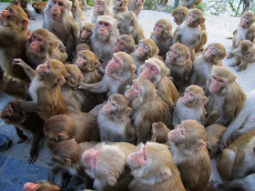 толпа или стадо обезьян это много мартышек сбившихся в кучу смотрят ждут