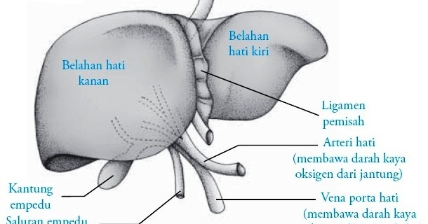 Pengertian Hati Manusia