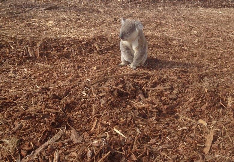 Animales en peligro de extinción a causa de la desforestación