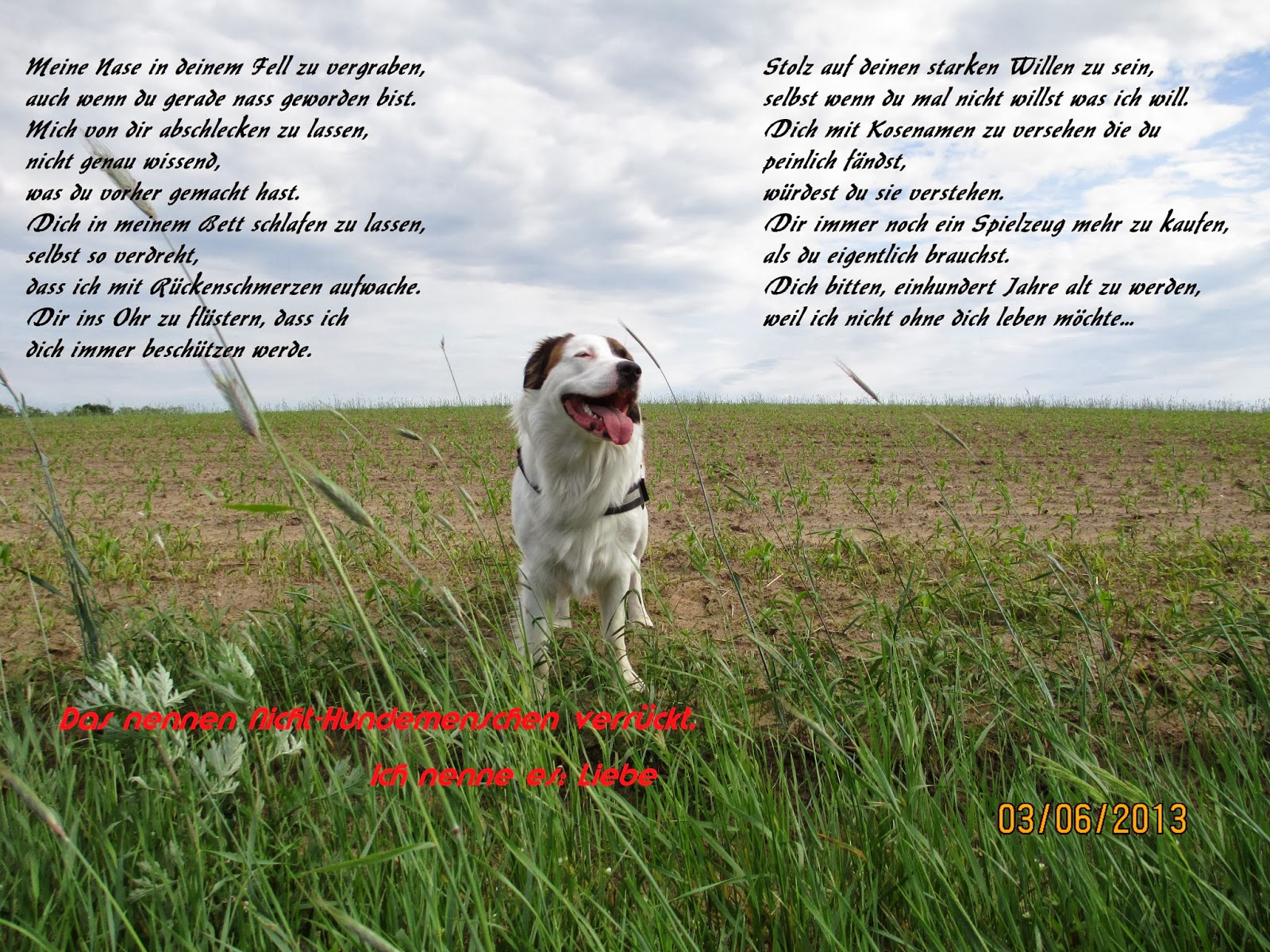 Chazz der Hund Ein Hundegedicht.