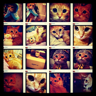 I Love Kitten=)