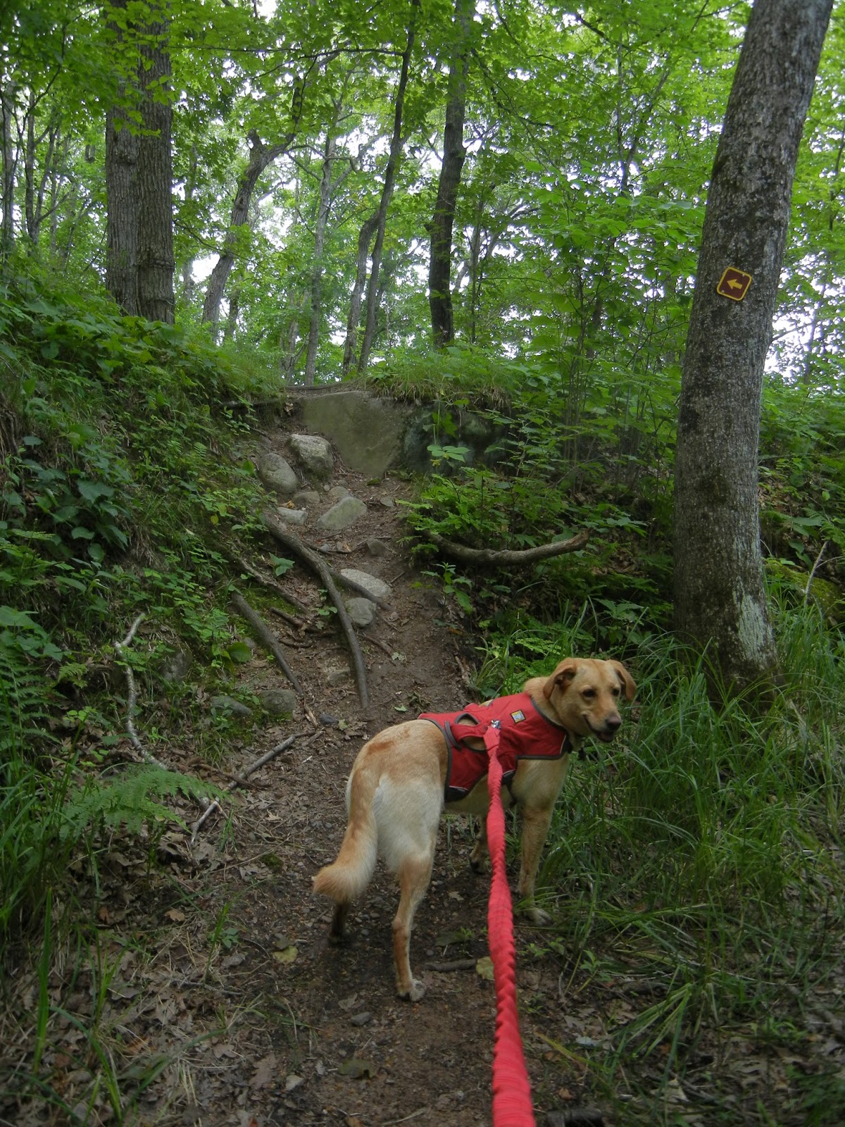 Hiking with Heather Ice Age Trail St. Croix Falls Segment (Part 1)