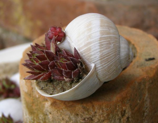 Gutshof Carolinenthal Schneckenhaus Sempervivum