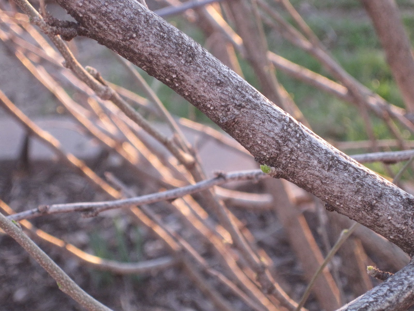 Decorated Chaos How to Determie When to Trim your Flowering Shrubs