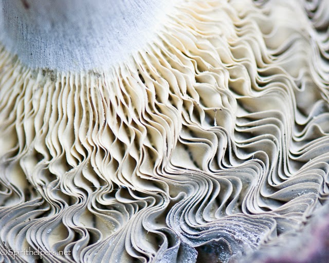 https://www.etsy.com/listing/177889469/mushroom-ruffles-waves-of-grace-art-in?ref=listing-2