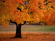 Bonito árbol durante el otoño. Un bonito árbol lleno de los colores de el . bonito ã¡rbol durante el otoã±o