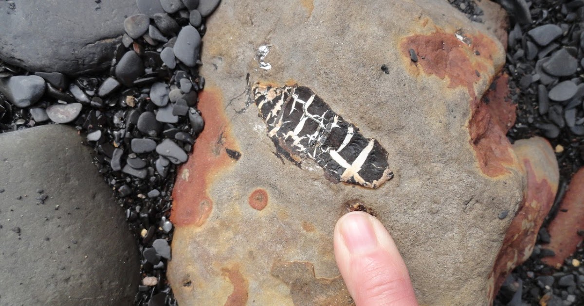 WIPS Trips Fossil Hunting in England's Jurassic Saltwick Bay, Whitby