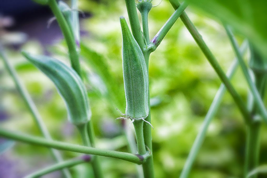 Amazing Health Benefits of Okra (Okro) for your body Health Benefits