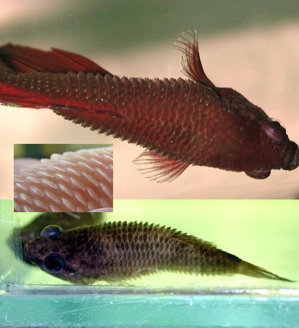 Identification des maladies des Bettas (et d'autres poissons) Betta+splendens+hydropisie