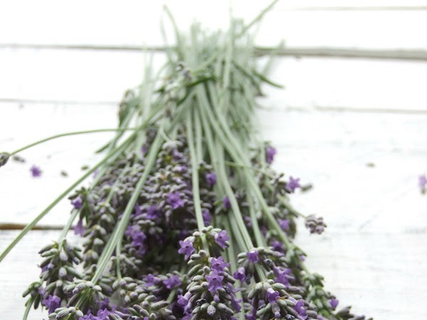 Recolectando lavanda