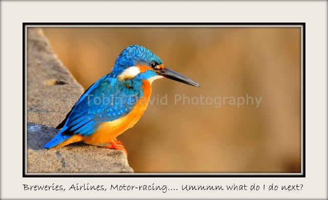 Common Blue Kingfisher, Ranthambore, Rajasthan, India