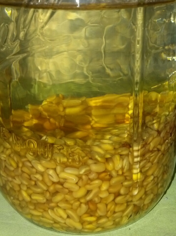 Back to the Basics! Sprouting Fenugreek Day 1