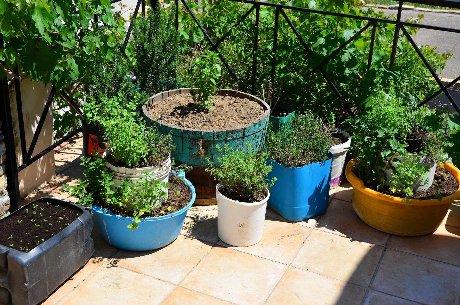Crete Permaculture Patio Growing 2013