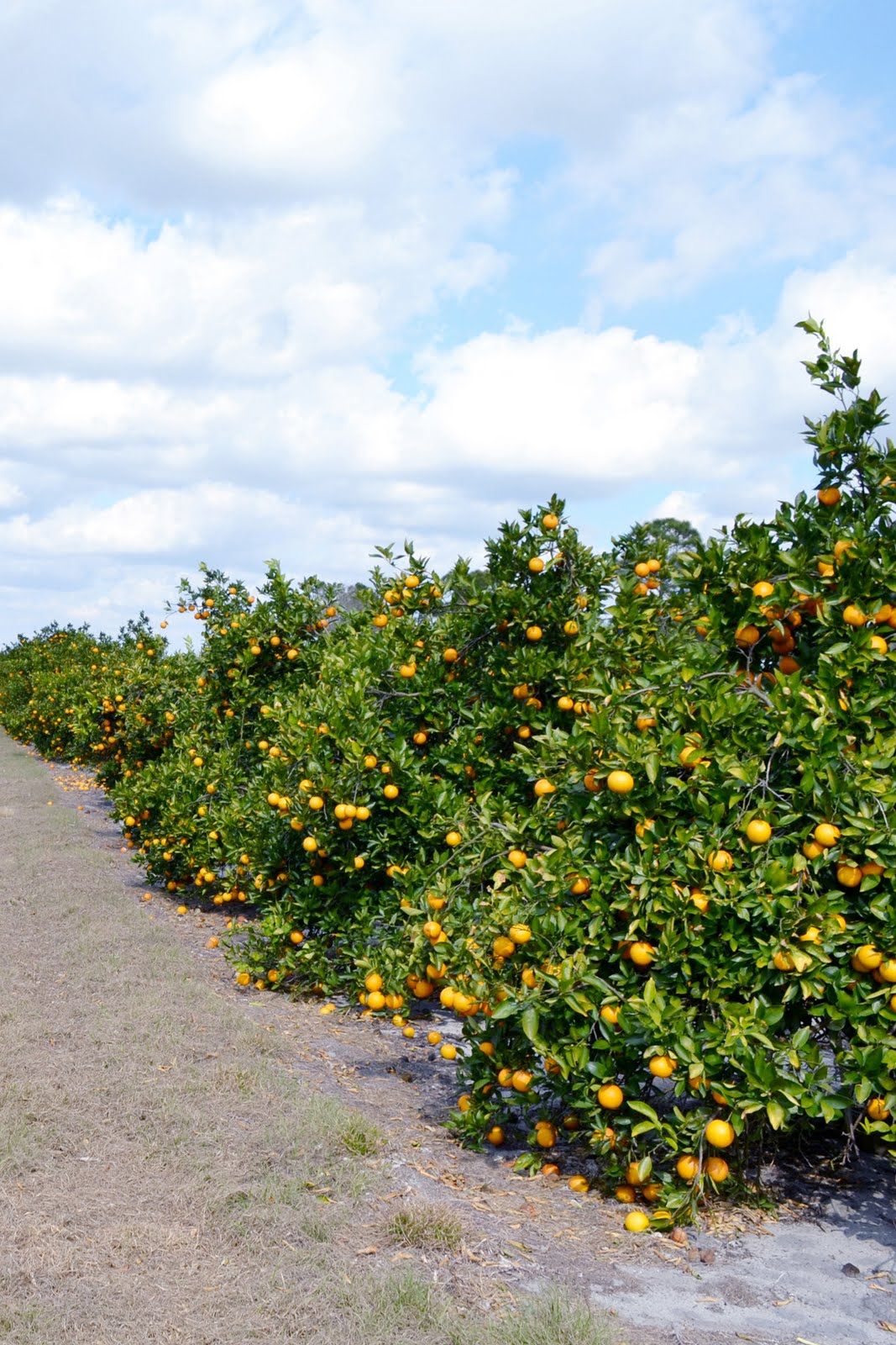 The Florida Land Report Sold 164 +/ Acre Producing Citrus Grove in