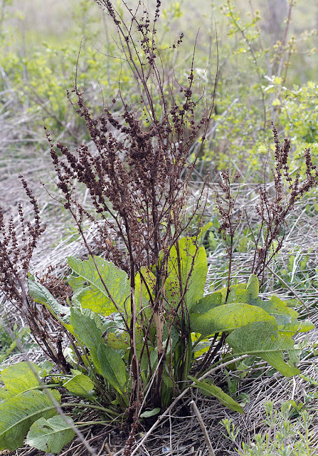 Broad-leaved Dock, Rumex obtusifolius.  Nashenden Down Nature Reserve, 14 April 2012.