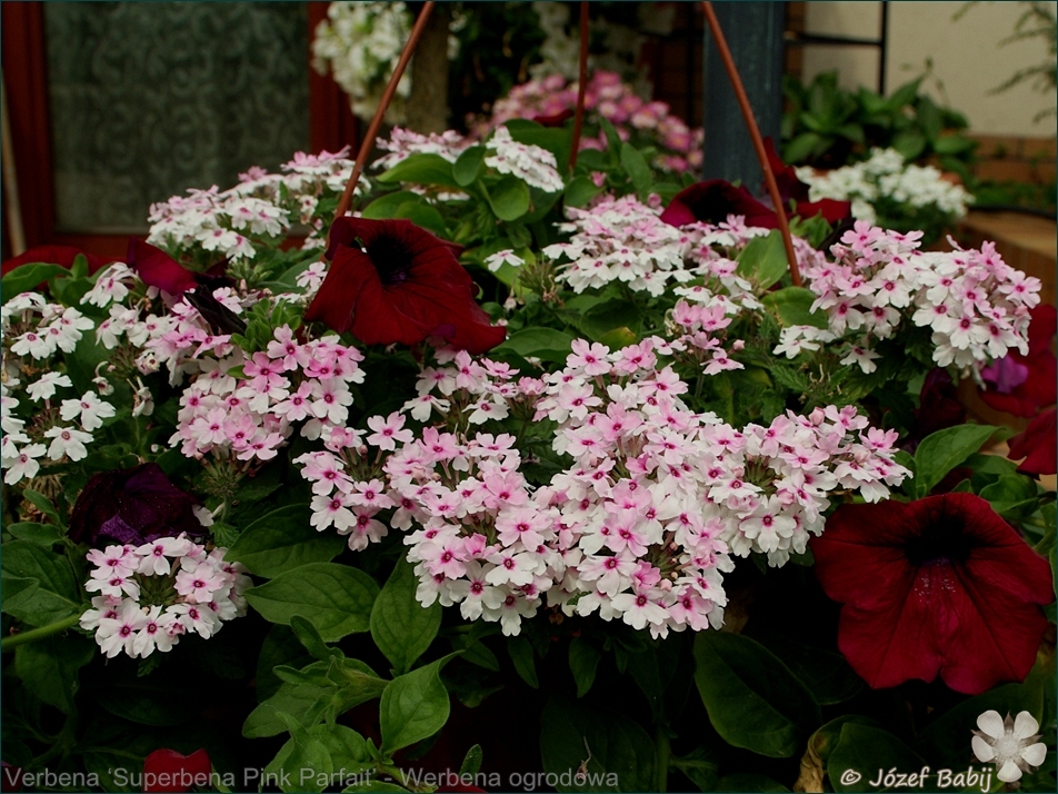 Verbena 'Superbena Pink Parfait' - Werbena ogrodowa 'Superbena Pink Parfait' 