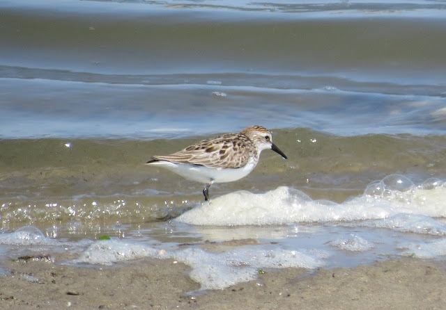 Semipalmated Sandpipers - Jamaica Bay, New York