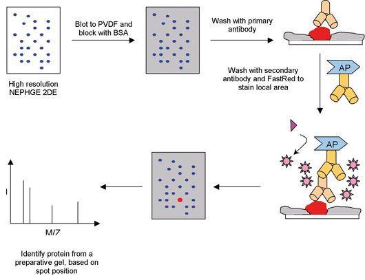 elisa assay vs western blot elisa assay vs western blot