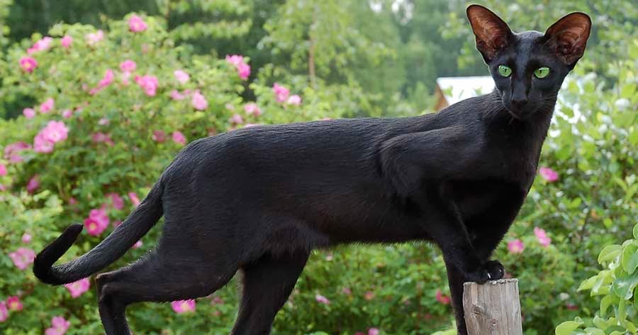 Oriental Shorthair Cat Passions For Life