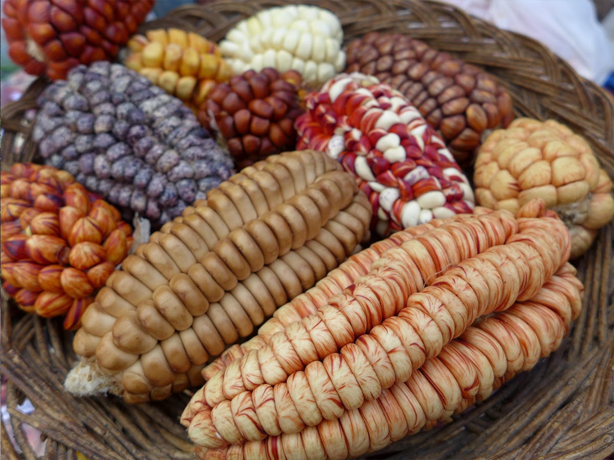 Estúdio Fainhand peruvian corn delight
