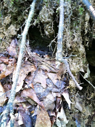 The waterthrush nest